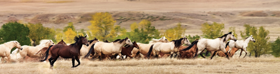horses running image